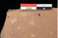 Foto (Detailansicht) von Pinus ciliata Ettingshausen (NHMW-GEO-2024-0188-0319)